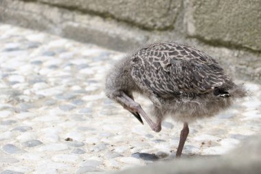 Mont Saint Michel, Fransa 'da martı