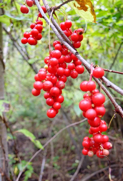 Frutti di bosco Schisandra chinensis — Foto Stock