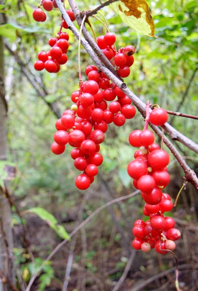 Bayas Schisandra chinensis —  Fotos de Stock