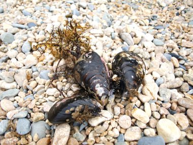 çakıl taşı üzerinde üç midye