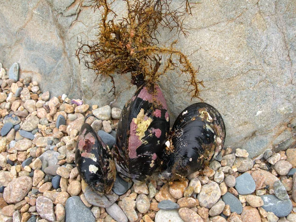 Bir taş, midye — Stok fotoğraf