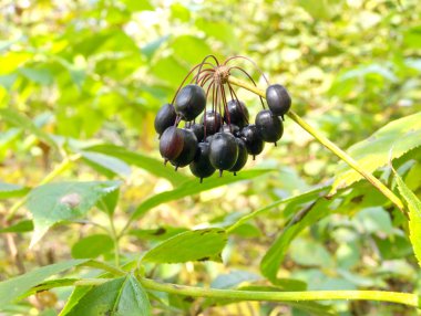 Siberian ginseng berries clipart