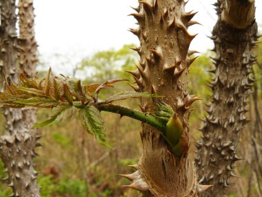 aralia mandshurica Filiz