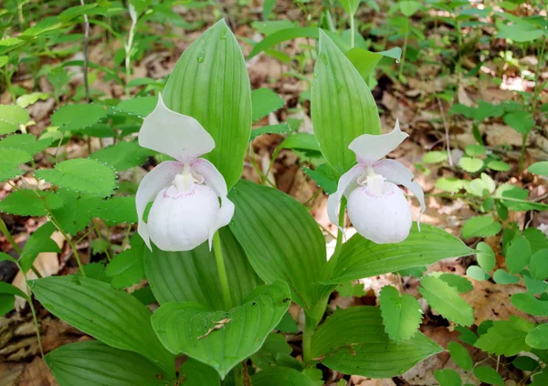 White Lady's Slipper — Stock Photo, Image