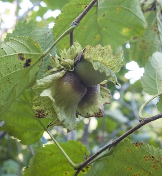 Ripe hazelnut on a hazel grove branch. — Stock Photo, Image