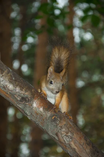 Schattige eekhoorn — Stockfoto