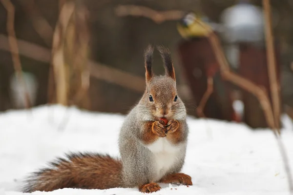 雪の森の中のナットを食べること上のリスします。 — ストック写真