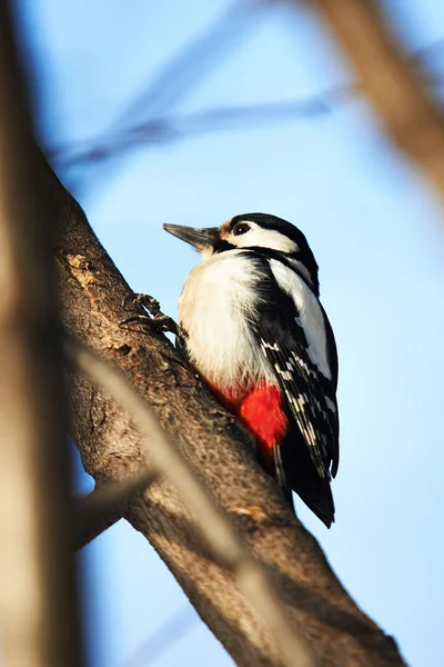 Woodpecker — Stock Photo, Image