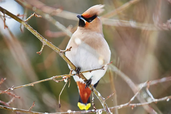 Wütender Wachsflügel Stockfoto