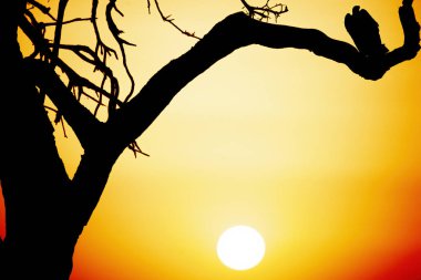 Akbaba, Masai Mara 'da günbatımında akasya dalında duruyor.