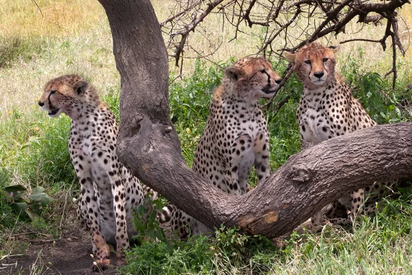 Tři Gepardí Sourozenci Chlazení Keřích Serengeti Tanzanie — Stock fotografie
