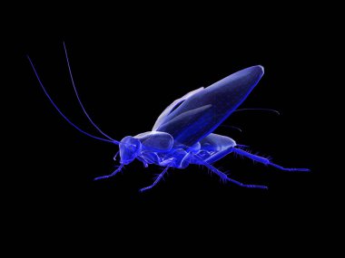 Hamamböceği x-ışını vizyon 3D görüntüleme