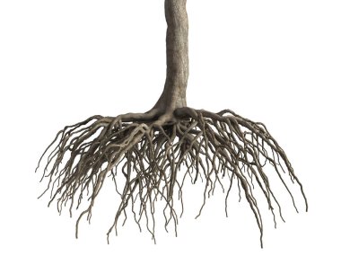 Beyaz arka planda ağaç kökleri nesneyi izole eder. 3B görüntüleme.