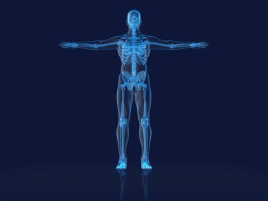 x ışını İnsan anatomisi 3D oluşturma 