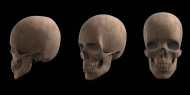 Ahşap kafatası seti, soyut kafatası seti 3D görüntüleme