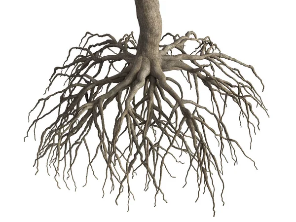 Beyaz arka planda ağaç kökleri nesneyi izole eder. 3B görüntüleme.