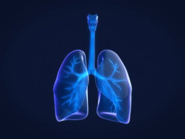 İnsan ciğerlerinin 3 boyutlu hologramı, insan akciğerlerinin X-ray 'i. 3B görüntüleme.