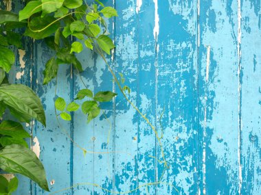 Mavi ahşap duvara tırmanan yeşil sarmaşık bitkisinin arka planı