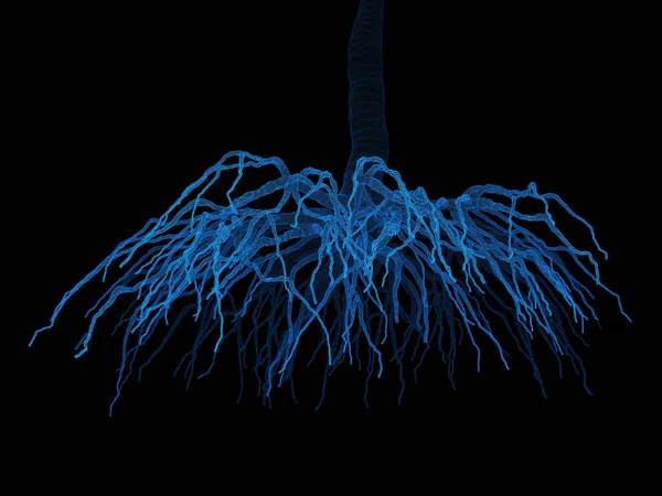 X-ray picture of the root isolated on a black background.