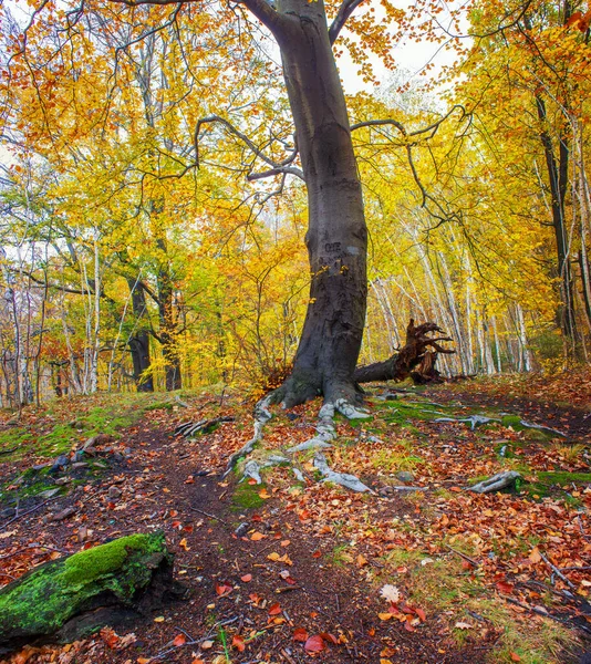 Arbre Dans Forêt Automne — Photo