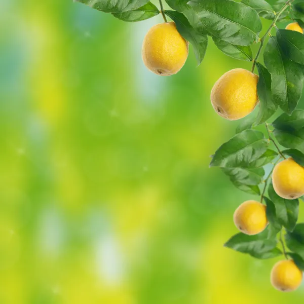 Lemon tree with bokeh — Stock Photo, Image