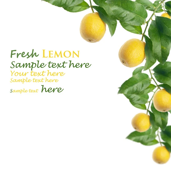 Lemon segar — Stok Foto