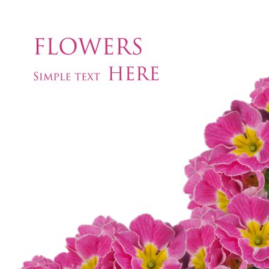 Beyaz arkaplanlı pembe çiçek