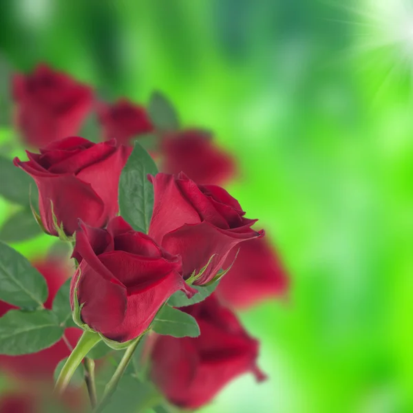 Red roses and green — Stock Photo, Image