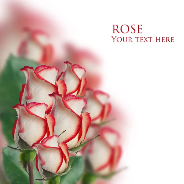 Rosa con colore bianco e rosso — Foto Stock