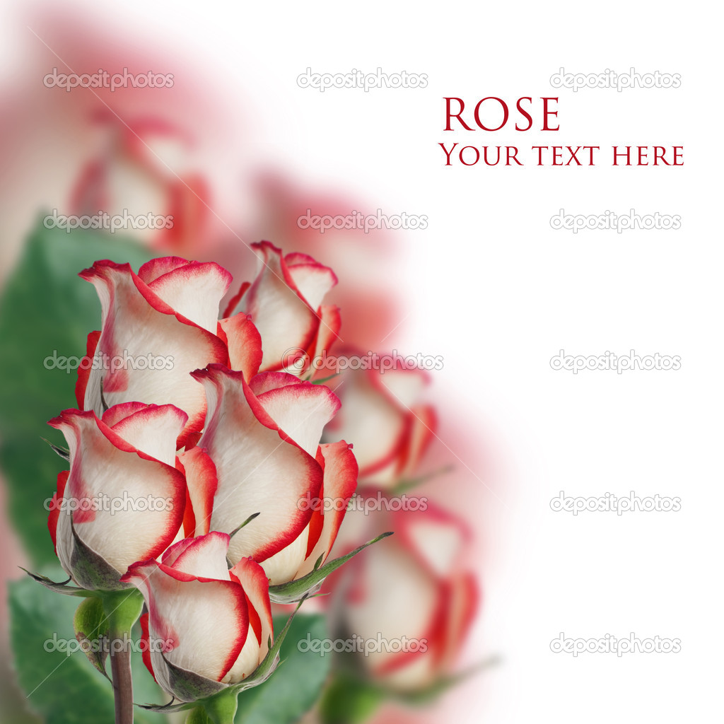 Rose with white and red color