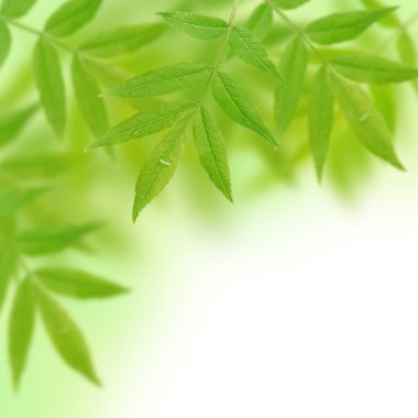 Yeşil Yaz yaprakları