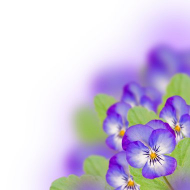 Menekşe Hercai Menekşe