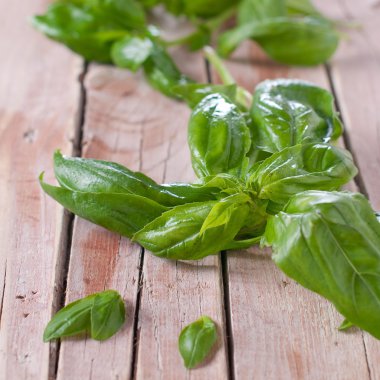 Taze yeşil fesleğen