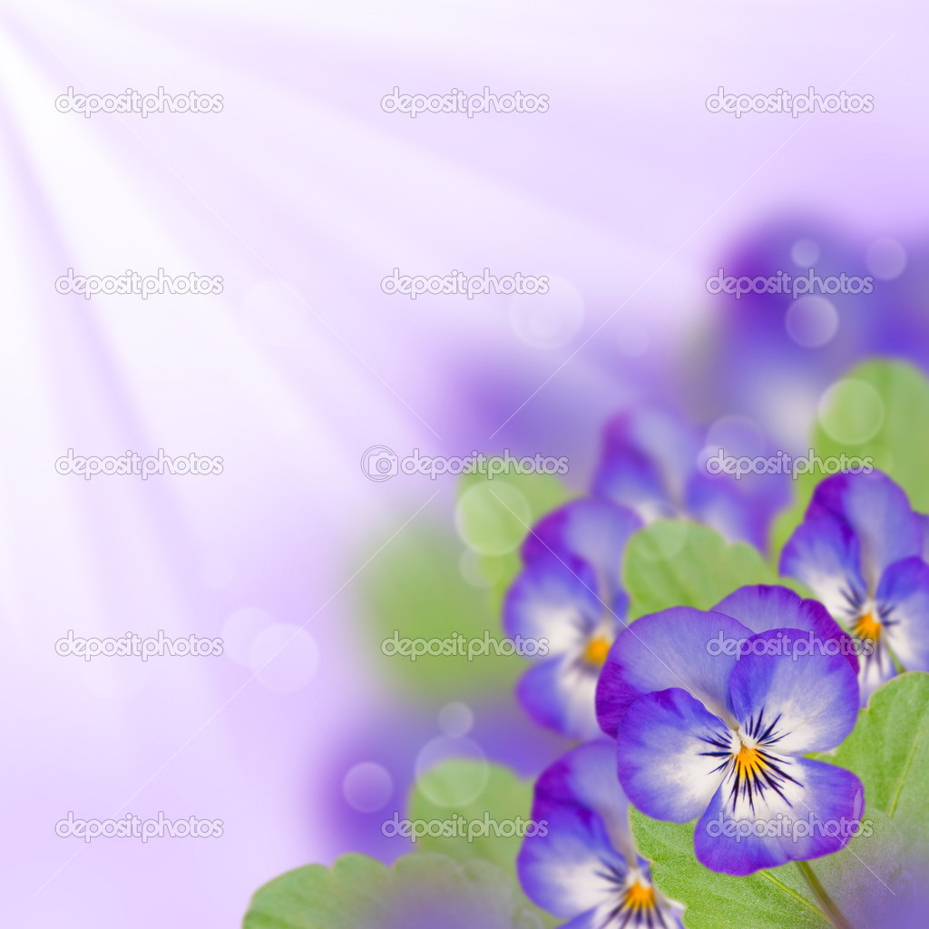 Violet pansy
