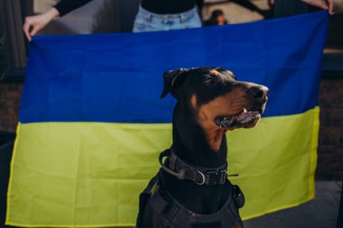 Kahverengi doberman cins köpek portresi Ukrayna mavi ve sarı bayrakları desteğe ihtiyaç duyar. Sosyal reklamcılık. Evcil hayvan mültecileri konsepte yardım eder
