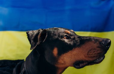 Kahverengi doberman cins köpek portresi Ukrayna mavi ve sarı bayrakları desteğe ihtiyaç duyar. Sosyal reklamcılık. Evcil hayvan mültecileri konsepte yardım eder