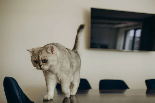 Chat Blanc Sur Table Une Cuisine Moderne — Photo