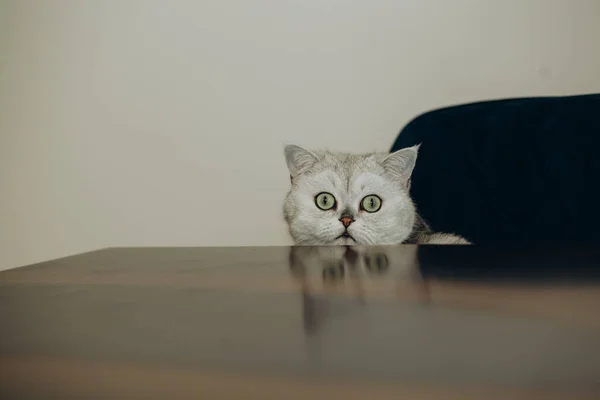 Gatinho Branco Estava Curiosamente Olhando Para Mesa Madeira Sala Estúdio — Fotografia de Stock