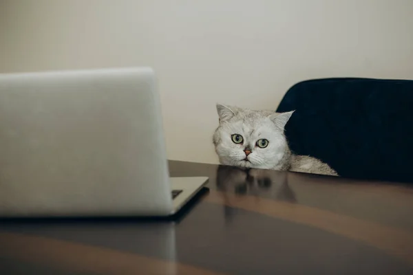 Πλάγια Όψη Της Σκωτίας Ευθεία Γάτας Laptop Στον Καναπέ — Φωτογραφία Αρχείου
