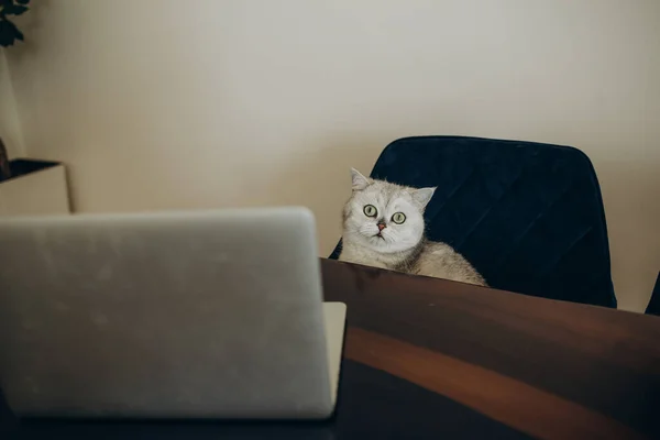Boční Pohled Skotský Rovný Cat Notebookem Gauči — Stock fotografie