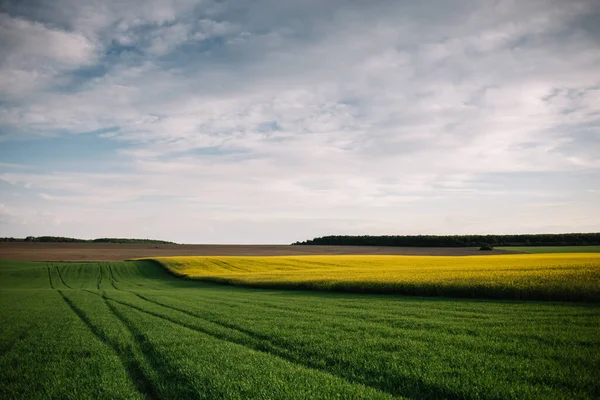 Champ Rural Verdoyant Sous Soleil Éclatant Campagne Milieu Agricole Rural — Photo