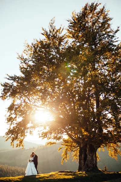 Raios Sol Brilham Entre Casal Assistindo Pôr Sol Através Árvore — Fotografia de Stock