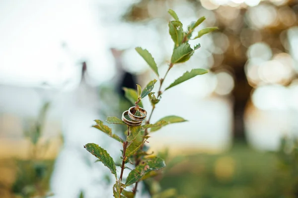 Zwei Goldene Eheringe Ast — Stockfoto