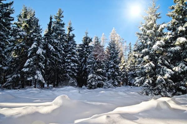太陽と冬の森 — ストック写真