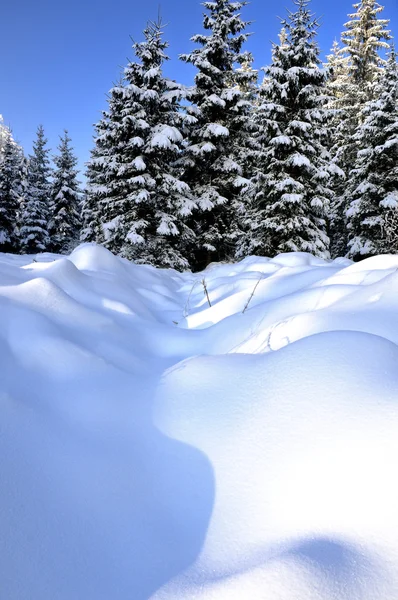 Bosque de invierno — Foto de Stock