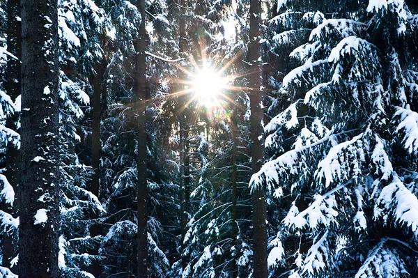 Sonne durch die Winterbäume Stockbild
