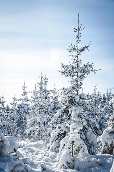 Árvore de abeto nevado enorme — Fotografia de Stock