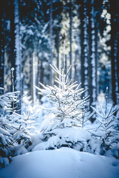 在白雪皑皑的森林杉木树 — 图库照片