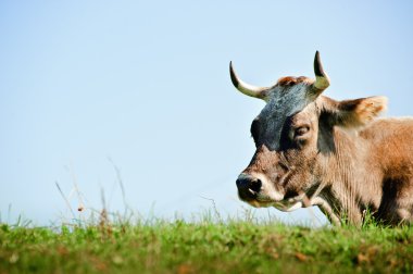 gökyüzü ile istirahat inek