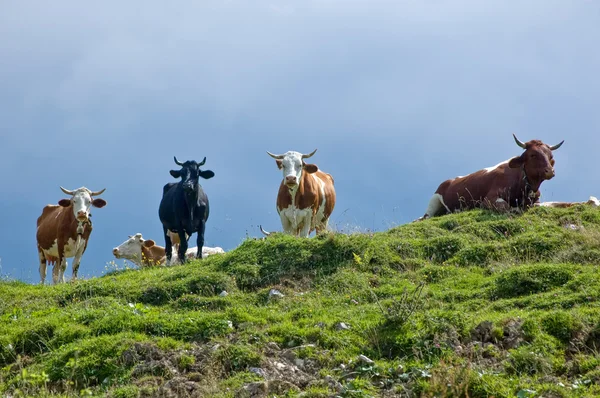 Vacas en la colina —  Fotos de Stock